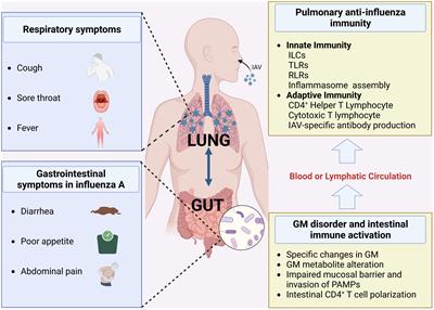 The gut-lung axis in influenza A: the role of gut microbiota in immune balance